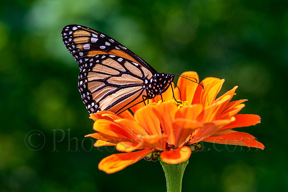 Monarch On A Zinnia