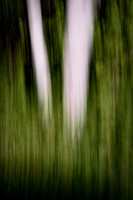 Birch Tree Trunks