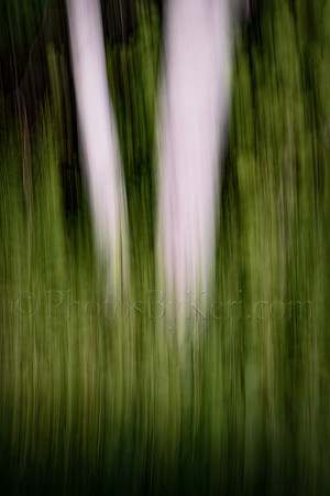 Birch Tree Trunks