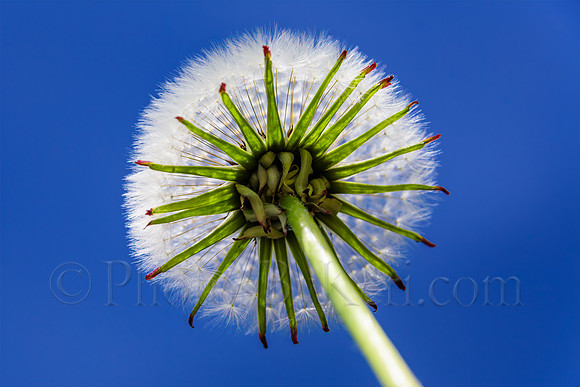 Dandelion Tower