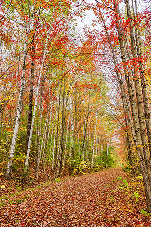 Through The Birch Woods