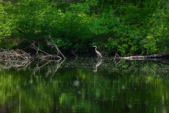Heron Reflections
