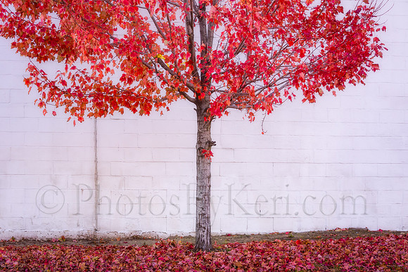 Late Autumn Reds
