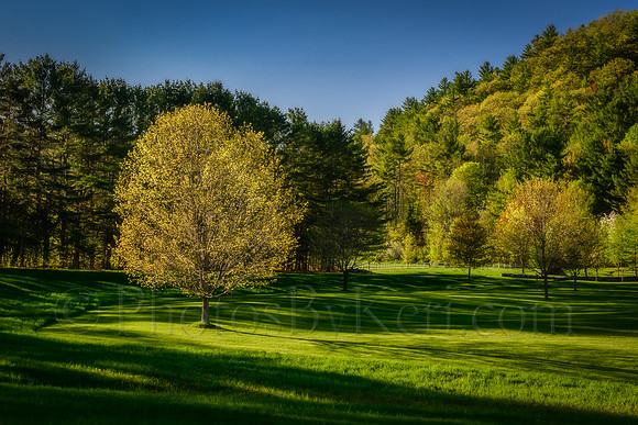 Spring Evening In The Trees