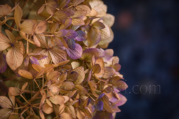 Last Of The Hydrangea Color