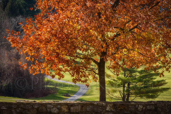 The Glorious Oak