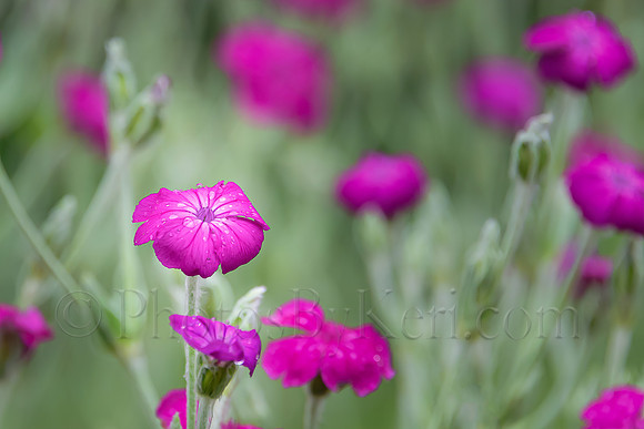 Rose Campion