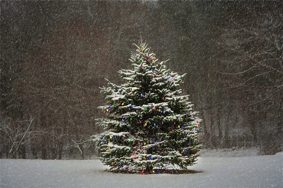 The Magic Of The First Snow