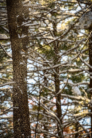 Snowy Magic