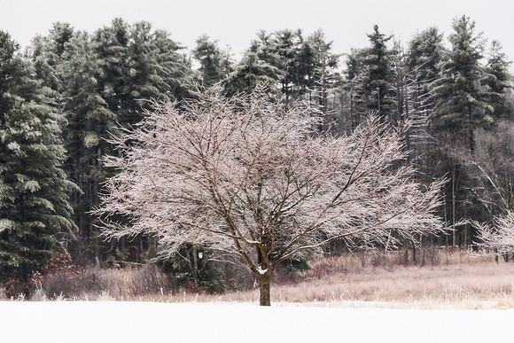 The Frosted Tree