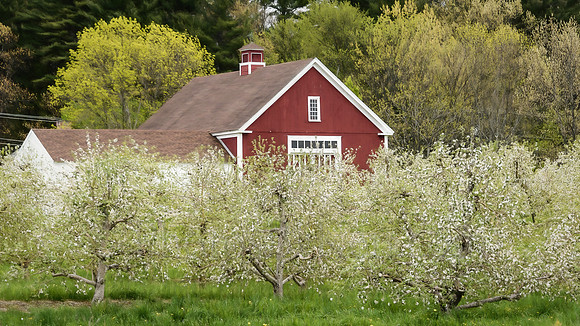 Apple Blossoms