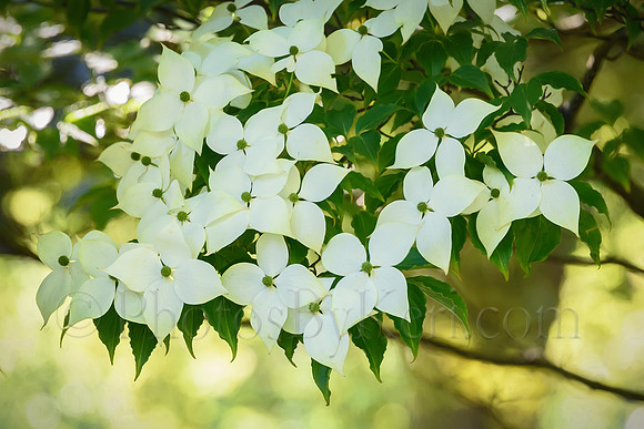 Dainty Dogwood