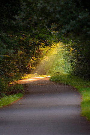 Sunlit Path