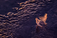 Frozen As A Feather