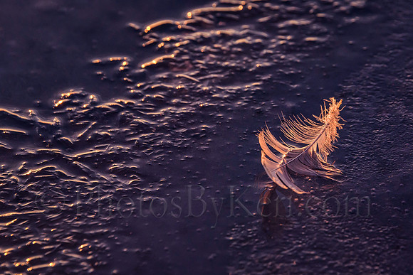 Frozen As A Feather