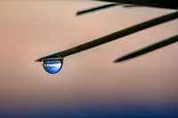 Reflection In A Drop