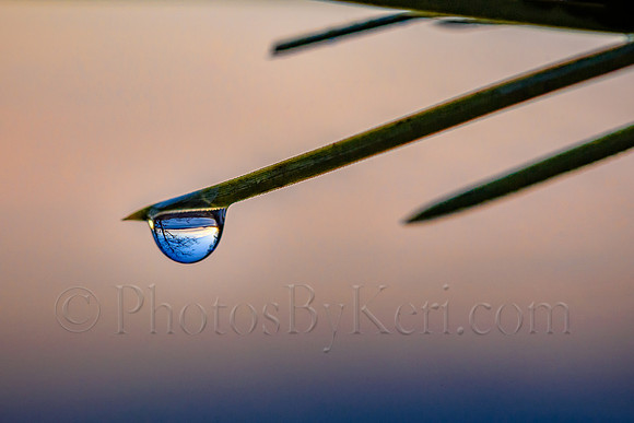 Reflection In A Drop