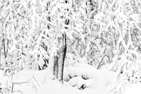 Every Branch Snow Covered