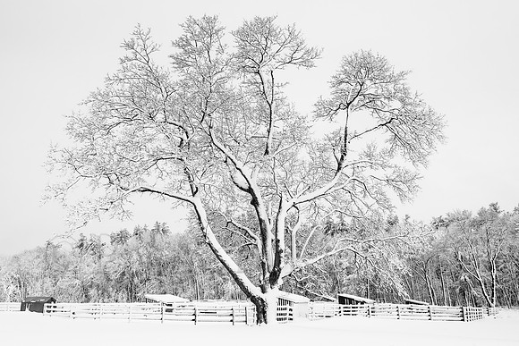 Snowy Oak