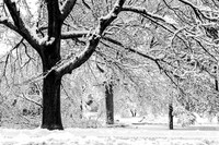 Snowy Branches