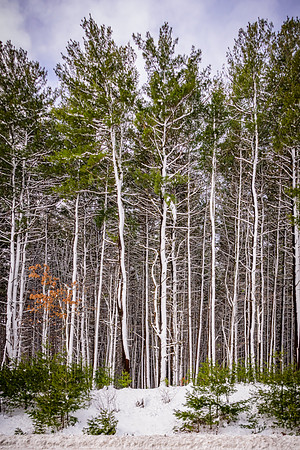 Snow And Trees