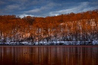 Last Light On The Tree Tops