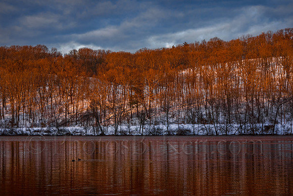 Last Light On The Tree Tops