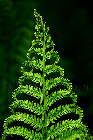 The Unfurling Fern