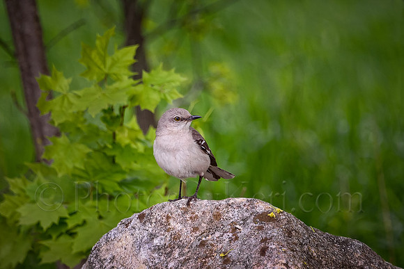 Mockingbird
