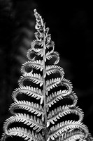 The Unfurling Fern - B&W