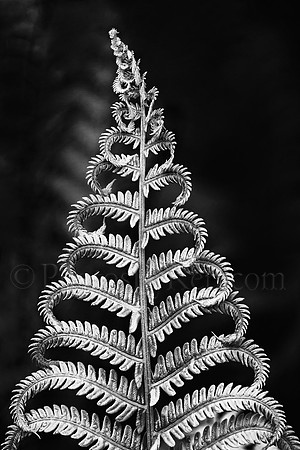 The Unfurling Fern - B&W