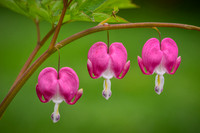 Bleeding Hearts