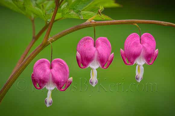 Bleeding Hearts