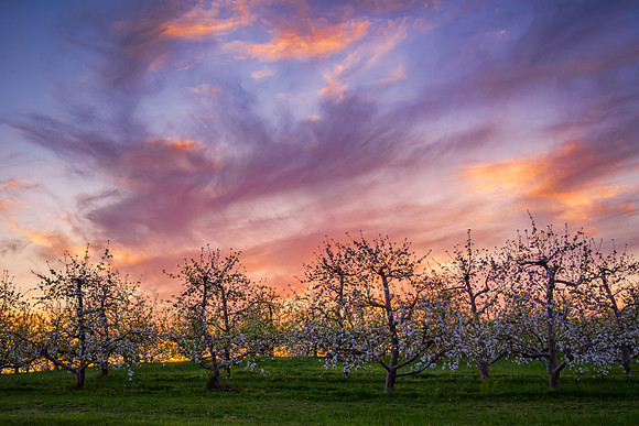 Mother's Day Apple Orchard Sunset