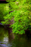 Spring Under The Bridge