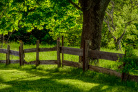 Under The Maple Tree