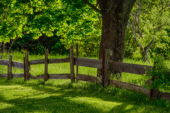 Under The Maple Tree
