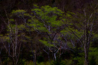 Early Spring