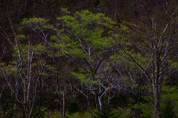 Early Spring