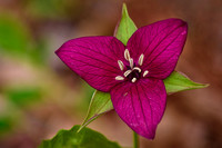 Red Trillium