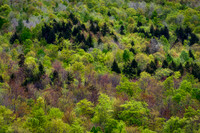 An Array of Green