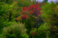 Pop Of Red In The Spring Greens