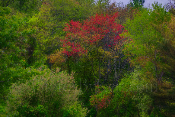 Pop Of Red In The Spring Greens