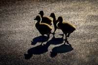 Goslings In The Sun