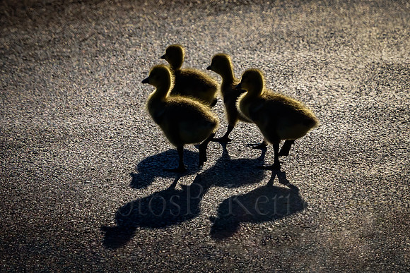Goslings In The Sun