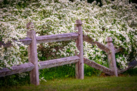 Spring Along The Fence Posts