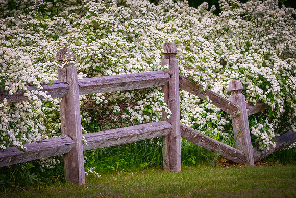 Spring Along The Fence Posts
