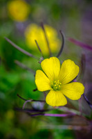 Buttercup