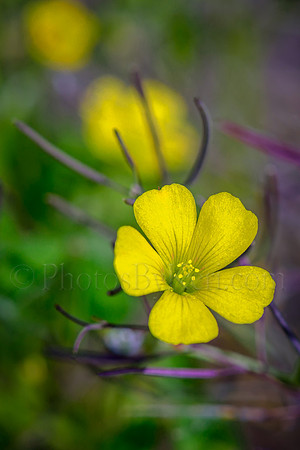 Buttercup