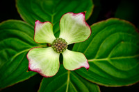 The Dogwood Flower